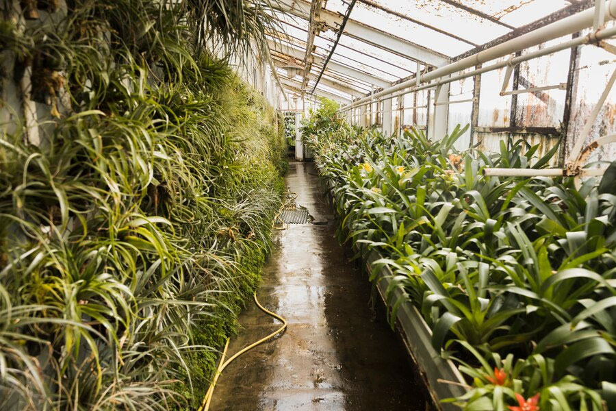 Drip Irrigation Systems for Greenhouses