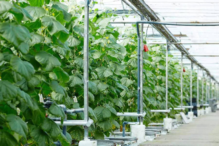 watering systems for greenhouses