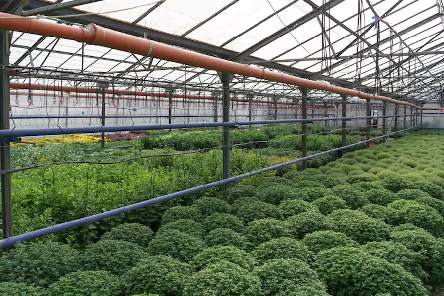 watering systems for flower greenhouse
